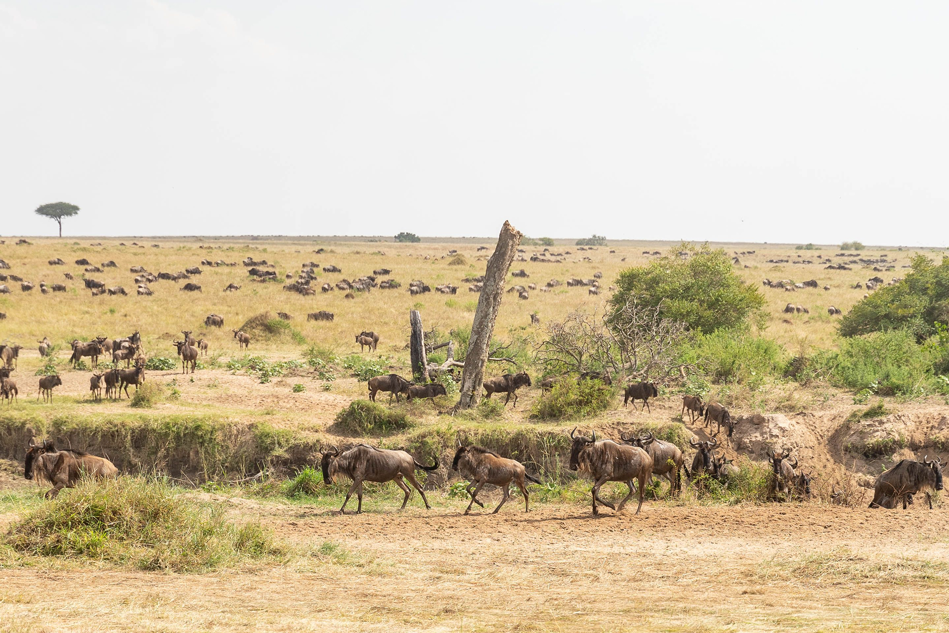 Great Migration, Kenya
