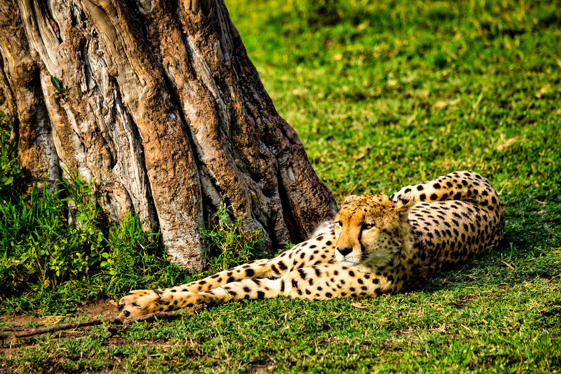 Sheldrick Wildlife Trust, Kenya