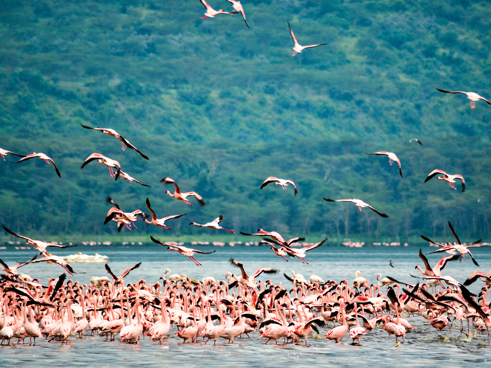 Lake Nakuru, Kenya