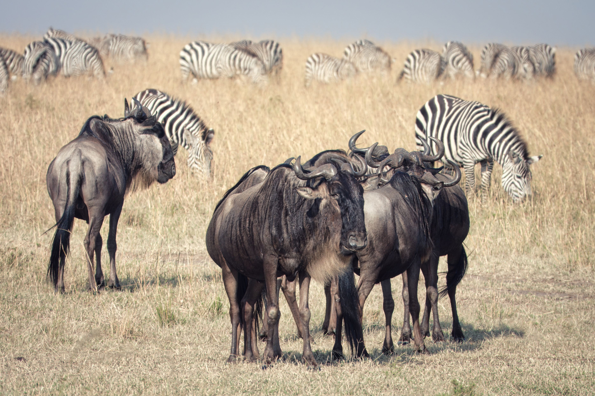 Maasai Mara, Kenya