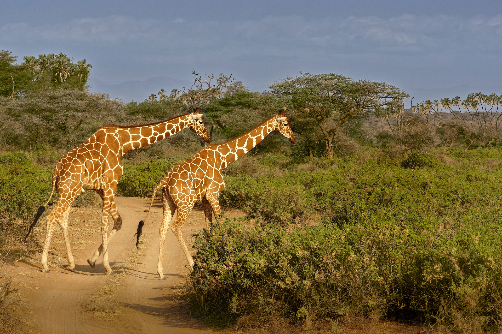Samburu, Kenya