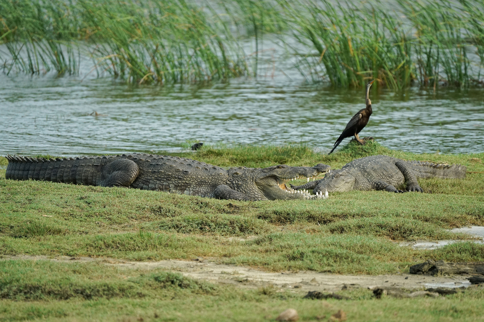 Yala, Sri Lanka