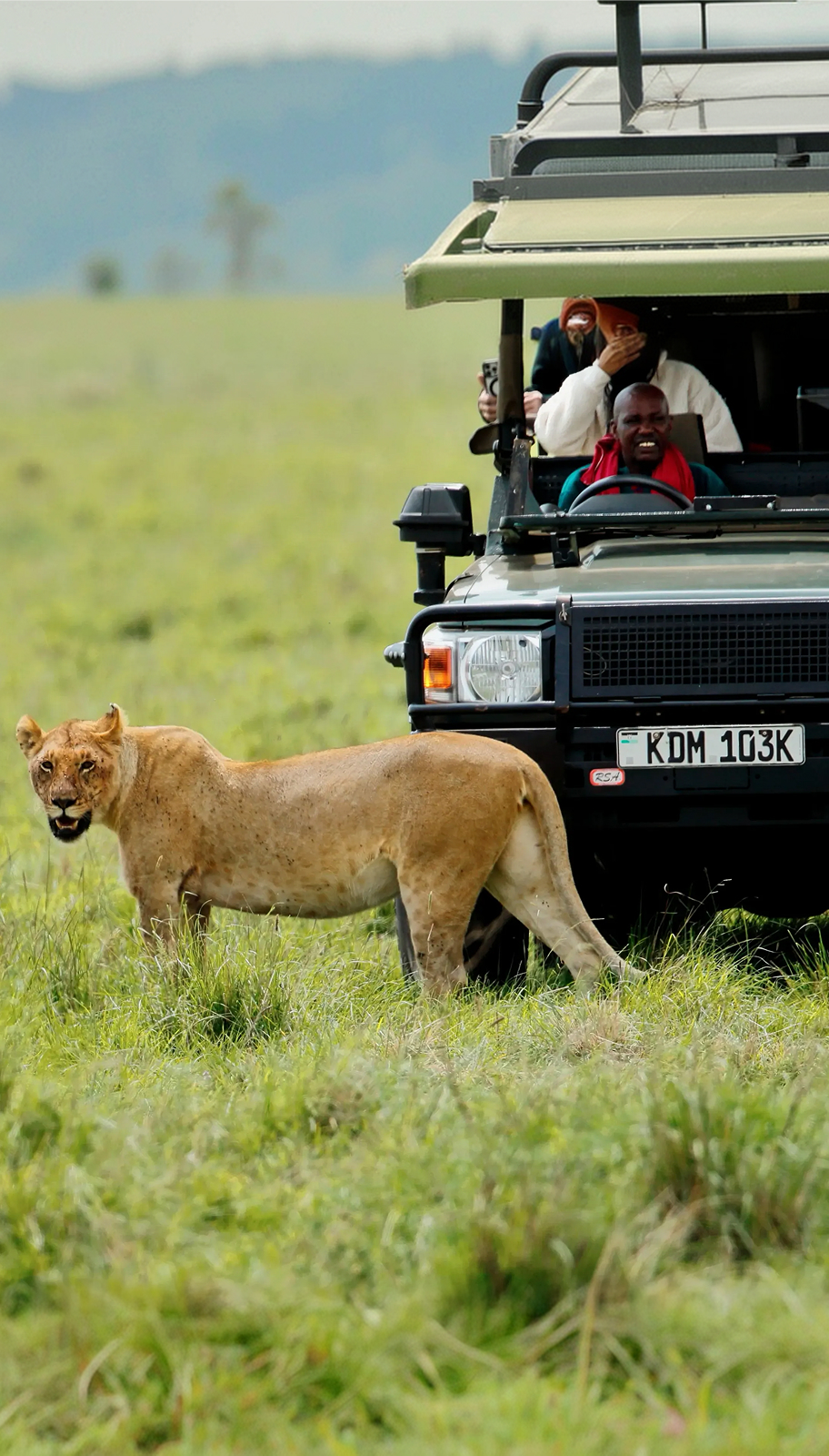 Safari vehicle and lion on the Kenyan savannah